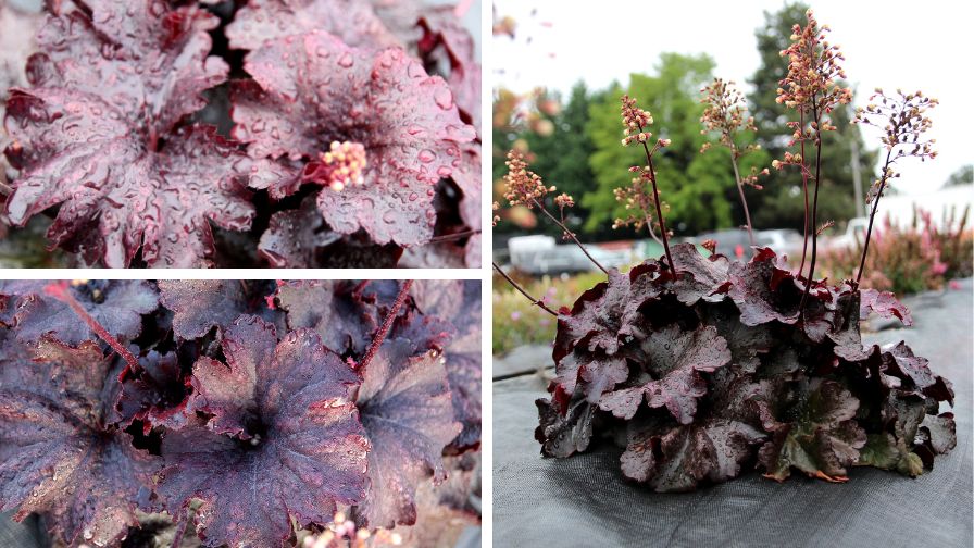 Heuchera ‘Rosewood’, a new variety from Terra Nova Nurseries that performed well during its sun garden trials.