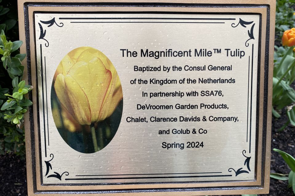 The Magnificent Mile Tulip baptism signage, from the Consul General of the Kingdom of the Netherlands.