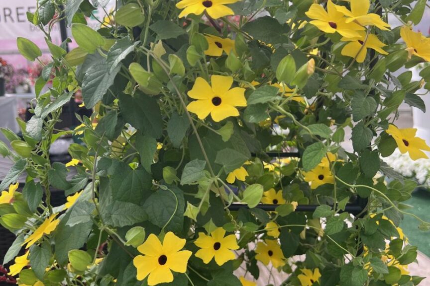 U: Uprising Yellow, a Thunbergia at Green Fuse Botanicals