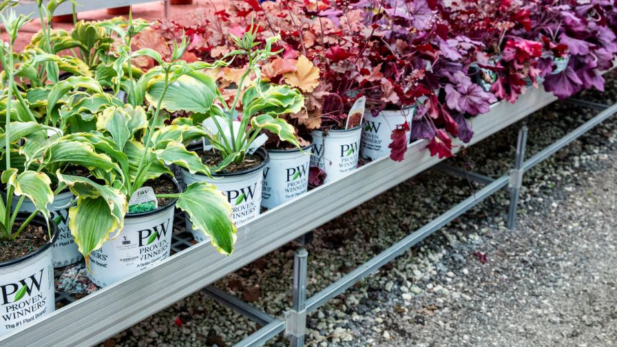 A Wasco Nursery retail bench featuring Proven Winners perennials, regarding the 2025 Perennial Survey.