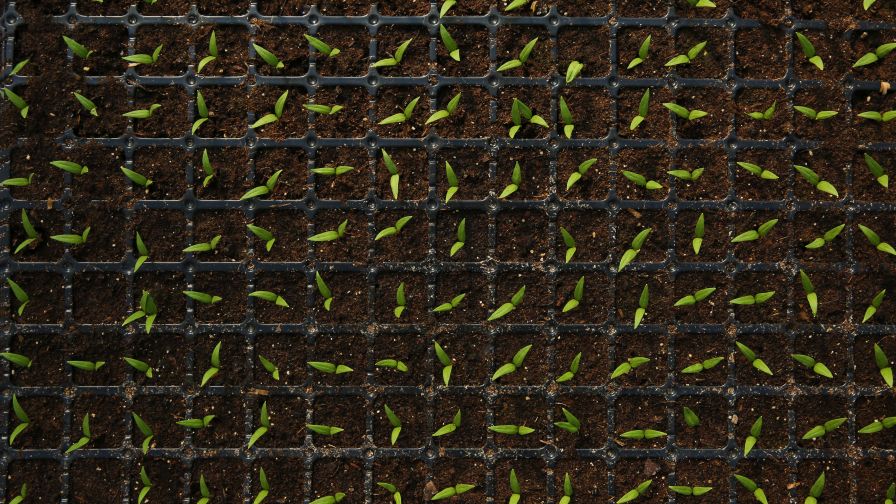 Young plant transplants seedlings in soil substrate black trays for plant nutrition.