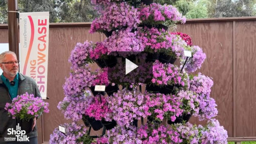 Videos from CAST 2025: Phlox ‘Candy Cloud’ from Darwin Perennials