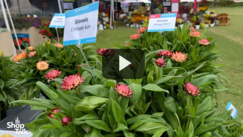 Videos from CAST 2025: Granvia Improvements from Suntory Flowers