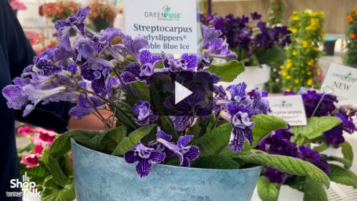 Videos from CAST 2025: New Lady Slippers Series from Green Fuse Botanicals