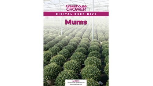 Don’t Miss Greenhouse Grower’s Digital Deep Dive on Mums