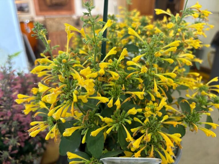 Agastache Maestro Series