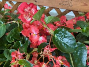 Begonia ‘Surefire Cascade Red’