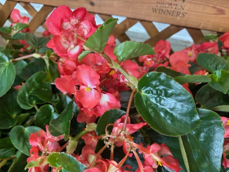 Begonia ‘Surefire Cascade Red’