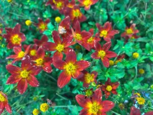 Bidens ‘Campfire Red Ember’
