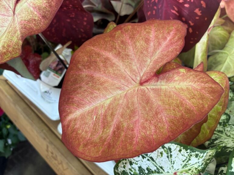 Caladium ‘Heart to Heart Crème Brulee’
