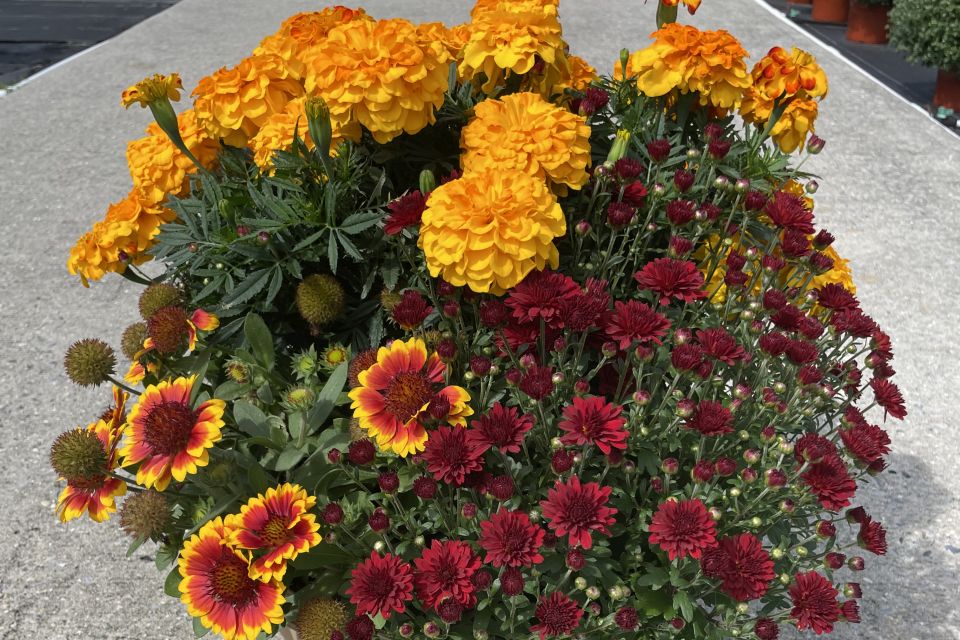 Combining mums with other species offers interest. Here, Syngenta has paired mums with marigolds for a pop of fall color.