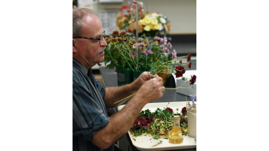 Dr. Neil Anderson, Professor and Department Head from the University of Minnesota, crossing chrysanthemums.