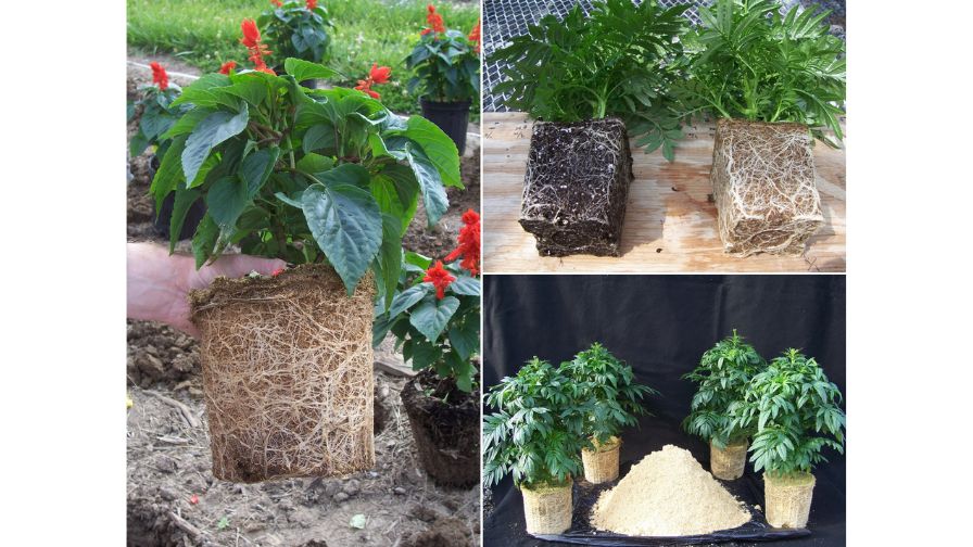 Investigating how to grow crops in 100% wood (or other non-peat material) continues to be a focus for many researchers and growers.