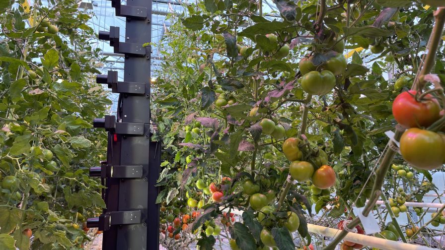 The Luna AI platform working on a crop of tomatoes.