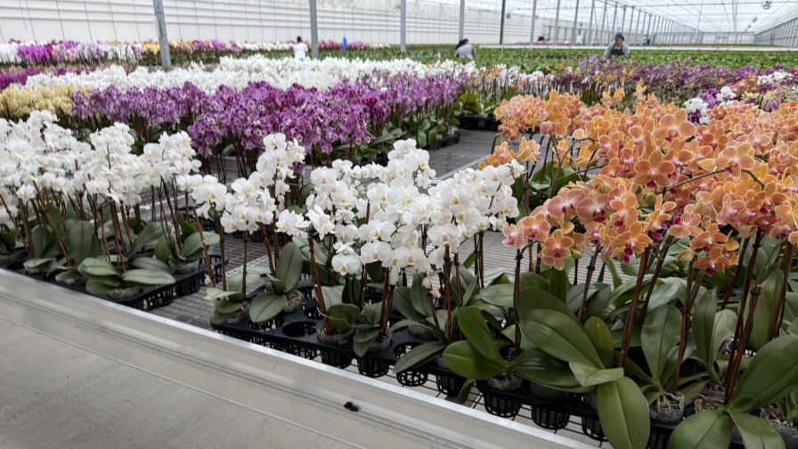 California Growers Explore Energy Monitoring Options