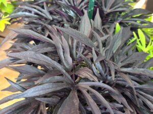 Ipomoea ‘Sweet Caroline Medusa Black’