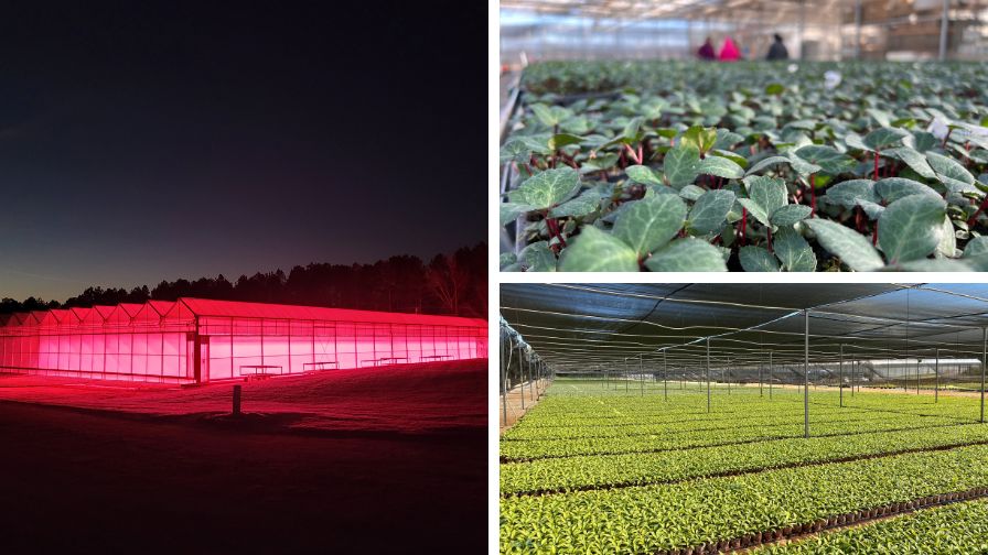 (Clockwise from left) LEDs in a greenhouse at night, Hosta 'La Vista', and Helleborus 'Haze'.