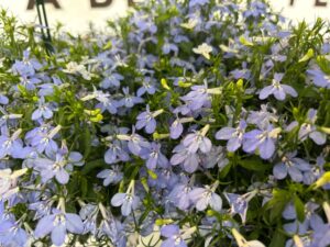 Lobelia Laguna Series