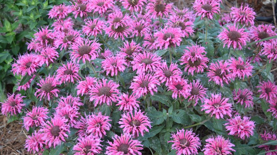 Monarda ‘Balmy Pink’ is a nativar, meaning it is cultivated from a man-made cross.