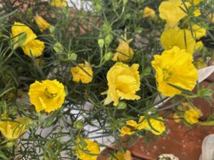 Oenothera ‘Superlophus Sunglow’