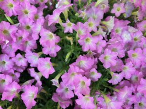 Petunia ‘Supertunia Mini Vista Pink Cloud’