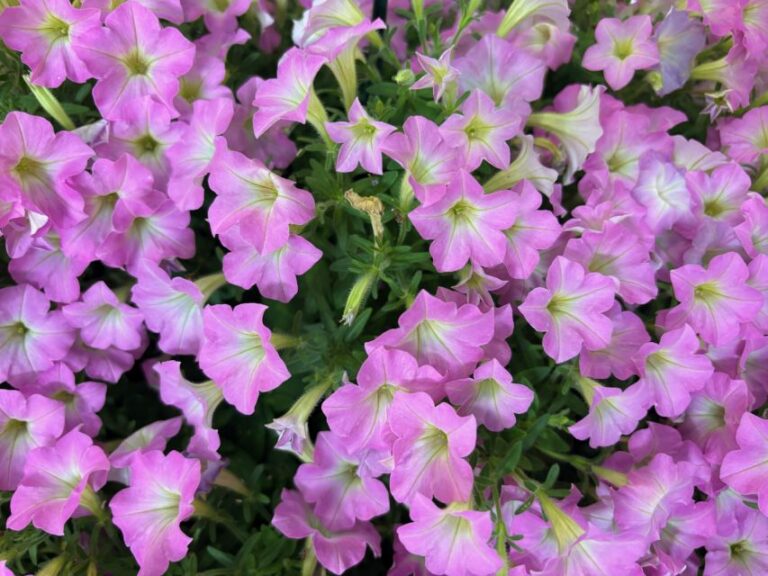 Petunia ‘Supertunia Mini Vista Pink Cloud’
