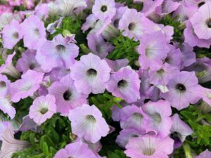 Petunia ‘Supertunia Vista Cool Jazz’