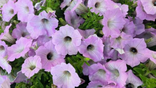 Proven Winners Taking a New Approach to Plant Trials in 2025