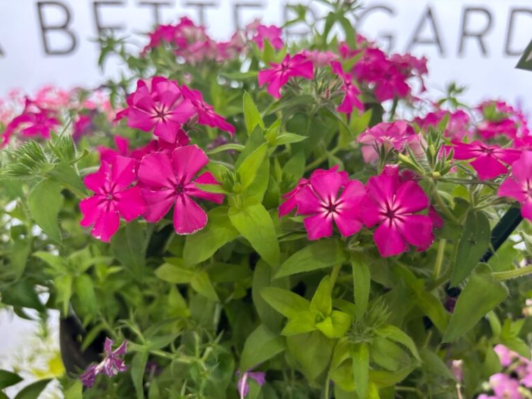 Phlox Southern Blaze Series