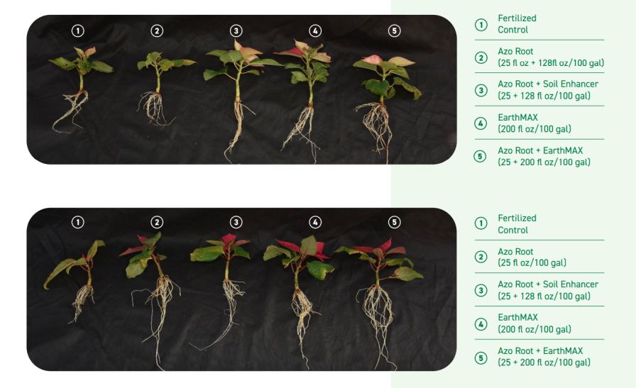 Azo Root and EarthMAX Organic plant trial study table on poinsettias.