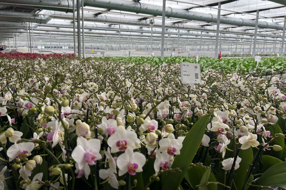 Orchids at the Silver Vase greenhouse facility, during the University of Florida, Institute of Food and Agricultural Sciences tour.