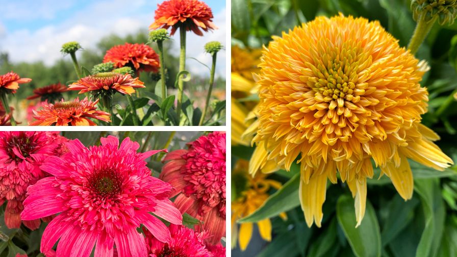 (Clockwise from top left) Echinacea 'Delightful Tropics', Echinacea 'Delightful Sunshine', and Echinacea 'Delightful Garnet'.
