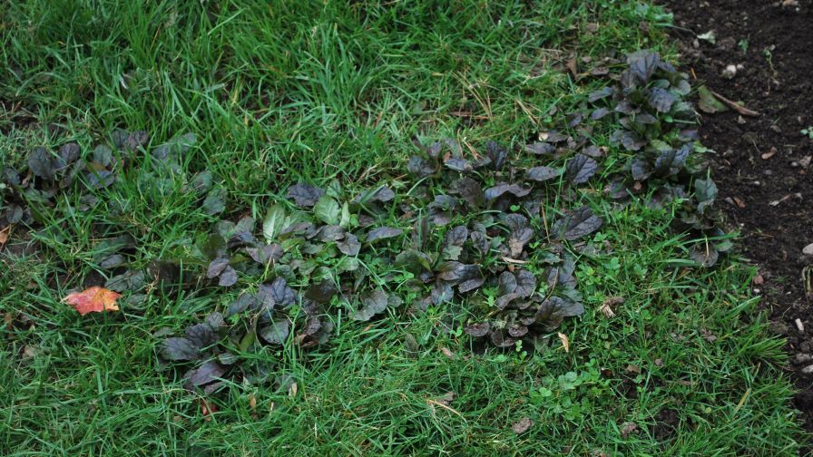 This native ajuga is aggressive and growing out of bounds, but it is not considered invasive.