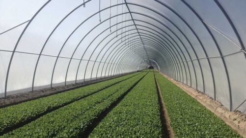 High Tunnel Study Reveals Production Challenges and Solutions