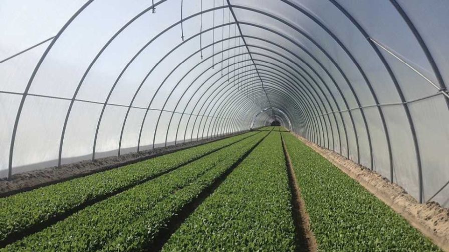 Baby spinach growing under a high tunnel in North Florida.