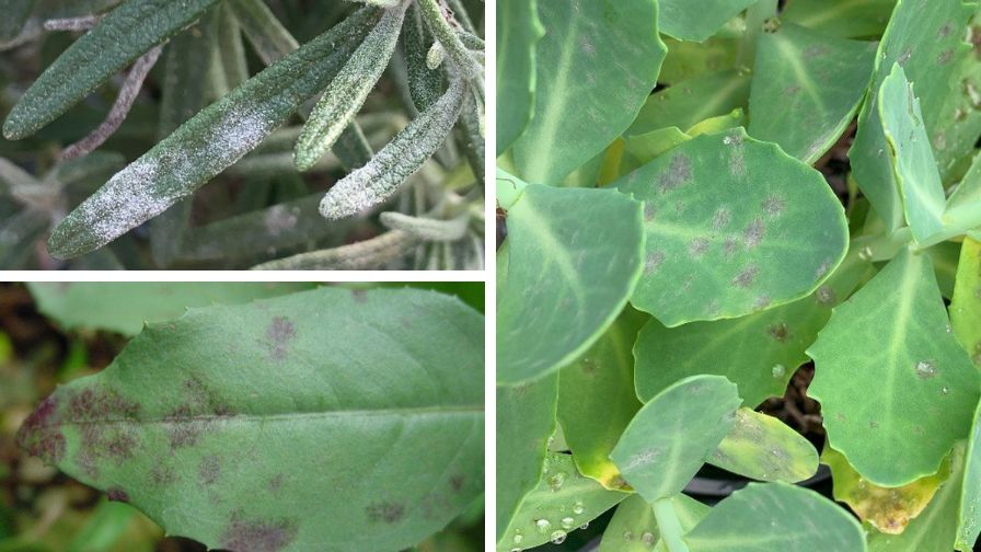 (Clockwise from top left) Typical white powdery fungal sporulation due to powdery mildew infection of rosemary, Powdery mildew infection of Sedum showing purple to gray patches, and Purplish spotting with little to no sporulation is powdery mildew infection of Fuchsia plants.