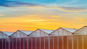 How To Cut Costs and Increase Efficiency Through Greenhouse Rebates