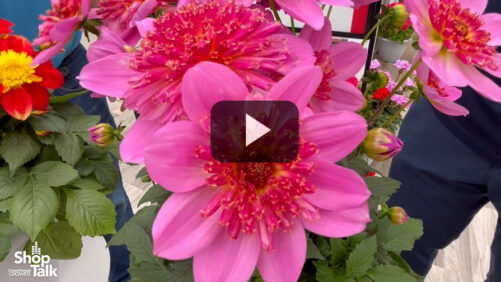 Videos from CAST 2025: New Colors in Selecta’s Dahlia Venti Series