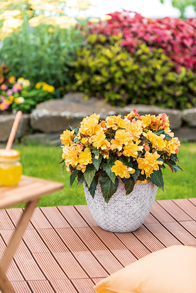 I'Conia® Begonias Deliver Unmatched Beauty, Reliability and