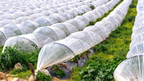 Learning Opportunity: A Guide to Plastic Regulations and Replacements