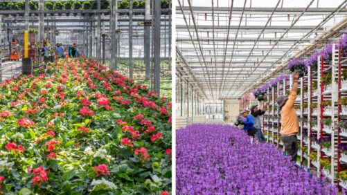 Horticulture Trends Within Your Control in an Uncertain Economy