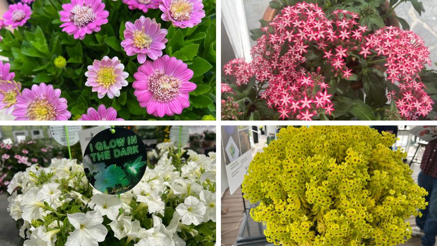 Strike Up the Band: The New Plants Are Coming