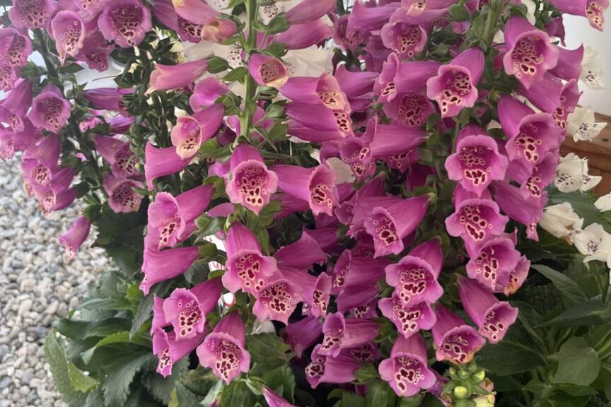 Digitalis 'La Bella Raspberry'