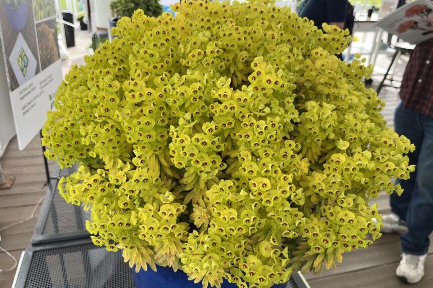Euphorbia 'Sahara Tiny Treasure'