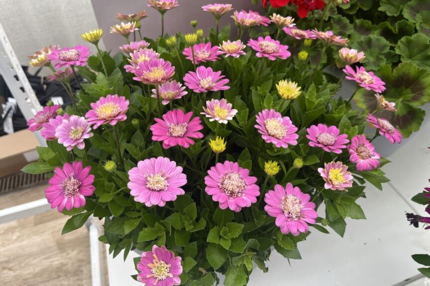 Osteospermum 'Pink Lemonade'