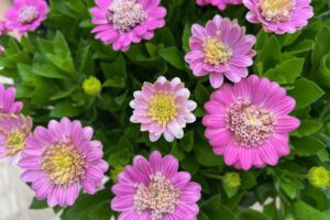 Osteospermum 'Pink Lemonade', Robin