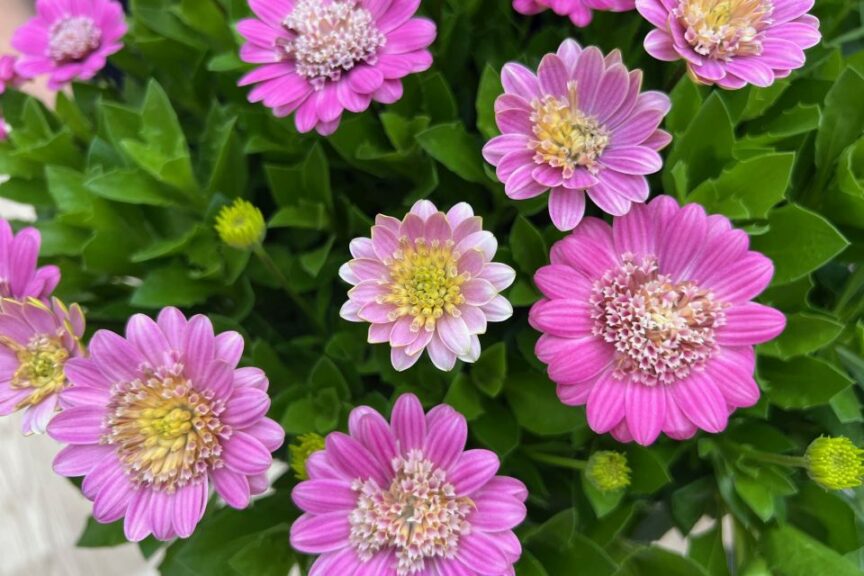 Osteospermum 'Pink Lemonade', Robin