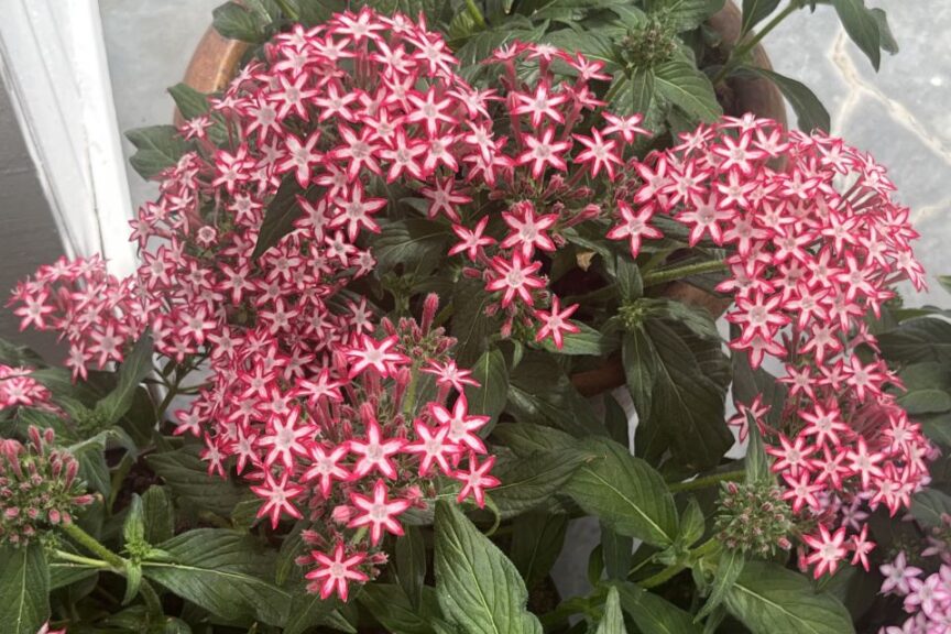 Pentas 'Phenom Star Red'