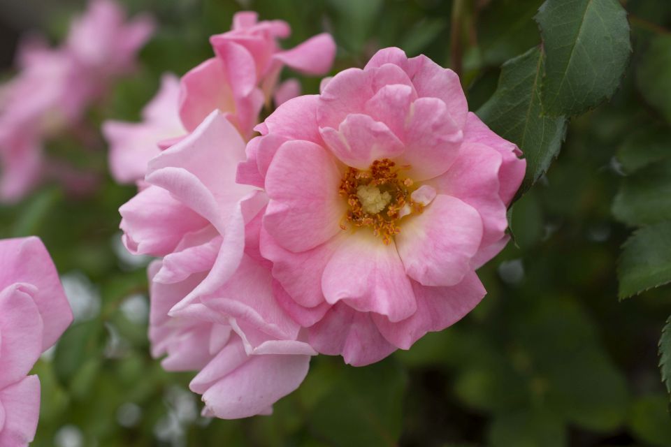 Blushing Drift rose from Star Roses and Plants, award winner from the American Rose Trials for Sustainability.