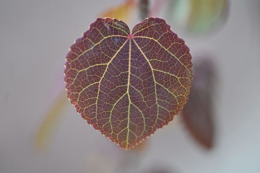 Cercidiphyllum Foliage